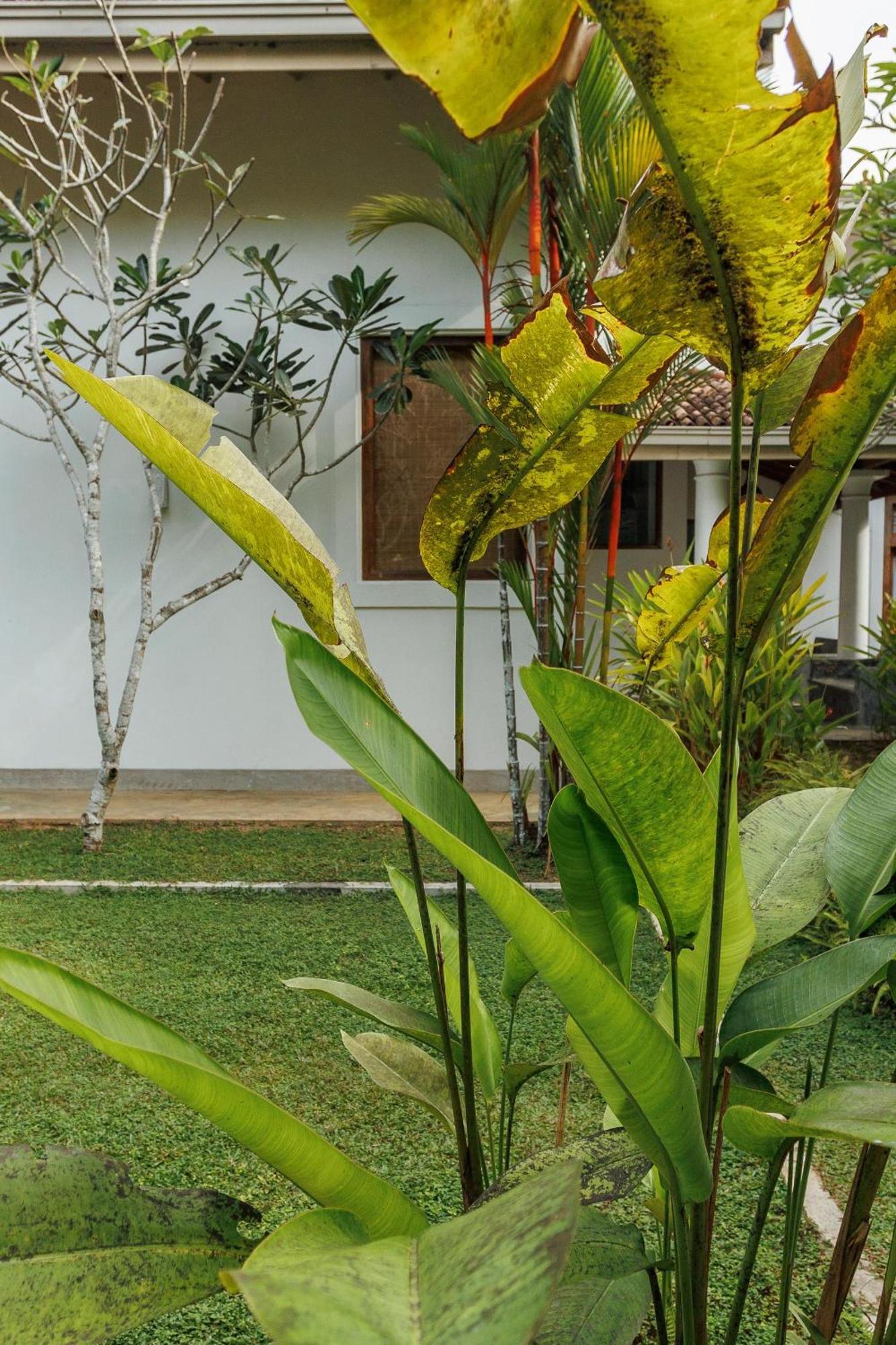Villa White Queen Galle Ngoại thất bức ảnh