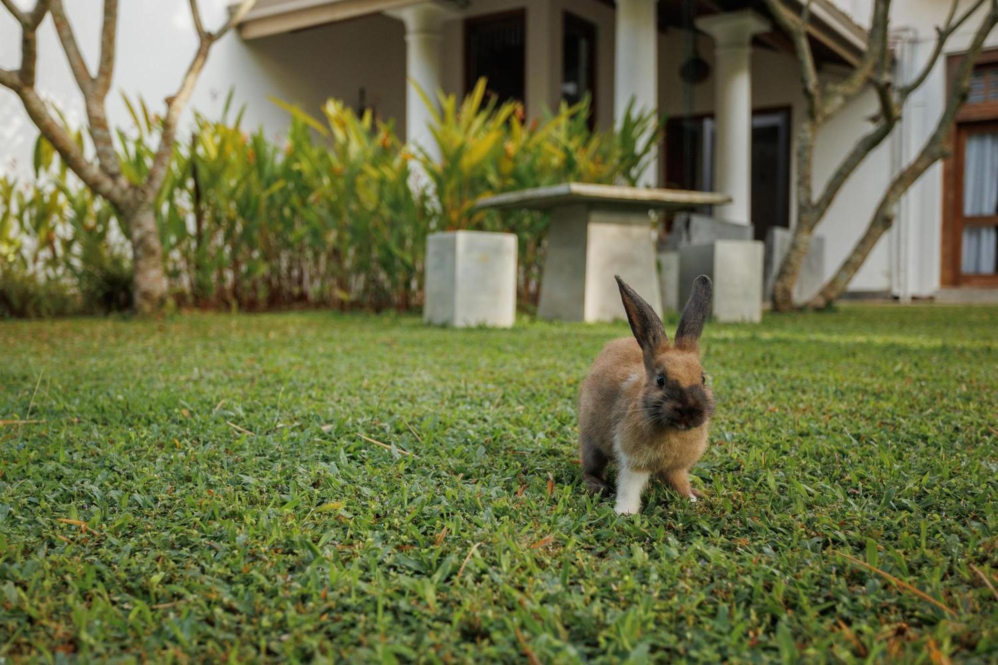 Villa White Queen Galle Ngoại thất bức ảnh
